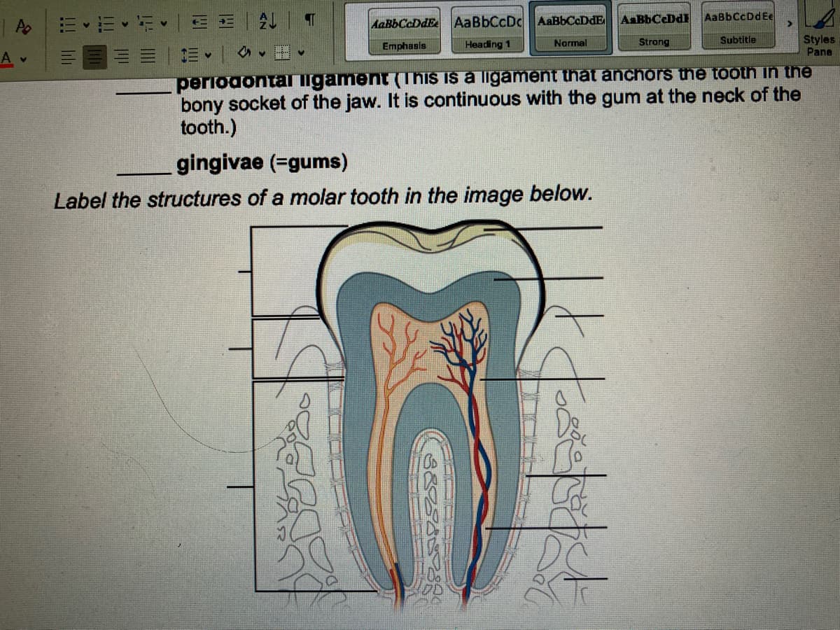 | A
Av
E E FEE
V
T
AaBbCcDdFe
Emphasis
AaBbCcDcAaBbCcDdE
Heading 1
3885389
Normal
gingivae (=gums)
Label the structures of a molar tooth in the image below.
AnThCaDi
Strong
htt
AaBbCcDd Ee
Subtitle
periodontal ligament (This is a ligament that anchors the tooth in the
bony socket of the jaw. It is continuous with the gum at the neck of the
tooth.)
>
Styles
Pane