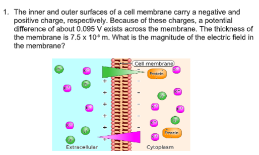 1. The inner and outer surfaces of a cell membrane carry a negative and
positive charge, respectively. Because of these charges, a potential
difference of about 0.095 V´exists across the membrane. The thickness of
the membrane is 7.5 x 10* m. What is the magnitude of the electric field in
the membrane?
Cell membrane
Protein
Frotein
EB
Extracellular
Cytoplasm
