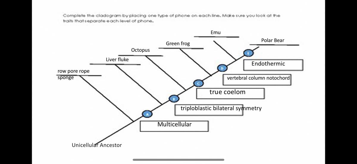 Complete the clodogrom by placing one type of phone on each line. Mcke sure you look at he
rois thotseporote eoch level of phone.
Emu
Polar Bear
Green frog
Octopus
Liver fluke
Endothermic
row pore rope
sponge
vertebral column notochord
true coelom
triploblastic bilateral symmetry
Multicellular
Unicellular Ancestor
