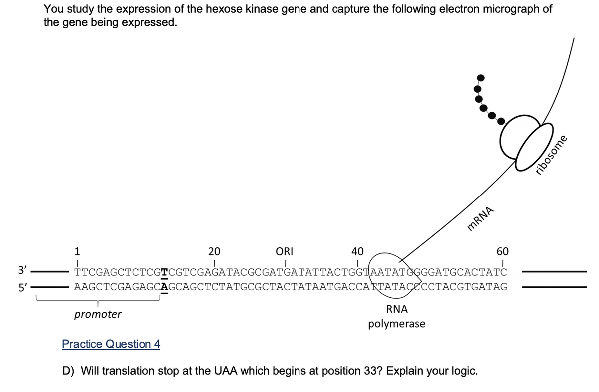 You study the expression of the hexose kinase gene and capture the following electron micrograph of
the gene being expressed.
MRNA
1
20
ORI
40
3'
60
TTCGAGCTCTCGTCGTCGAGATACGCGATGAI
AAGCTCGAGAGCAGCAGCTCТАTGCGCTACТАТААТGACCАТТАТАСЕССТАCGTGATAG
5'
SATATT
TТАСTGGIAAТАТЄGGGATGCАСТАТС
promoter
RNA
polymerase
Practice Question 4
D) Will translation stop at the UAA which begins at position 33? Explain your logic.
ribosome
