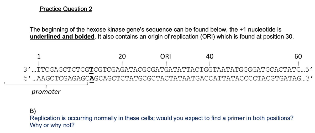 Practice Question 2
The beginning of the hexose kinase gene's sequence can be found below, the +1 nucleotide is
underlined and bolded. It also contains an origin of replication (ORI) which is found at position 30.
1
20
ORI
40
60
3'...TTCGAGCTCTCGTCGTCGAGATACGCGATGATATTACTGGTAATATGGGGATGCACTATC...5'
5'..AAGCTCGAGAGCAGCAGCTCTATGCGCTACTATAATGACCATTATACCCOCTACGTGATAG...3'
promoter
B)
Replication is occurring normally in these cells; would you expect to find a primer in both positions?
Why or why not?
