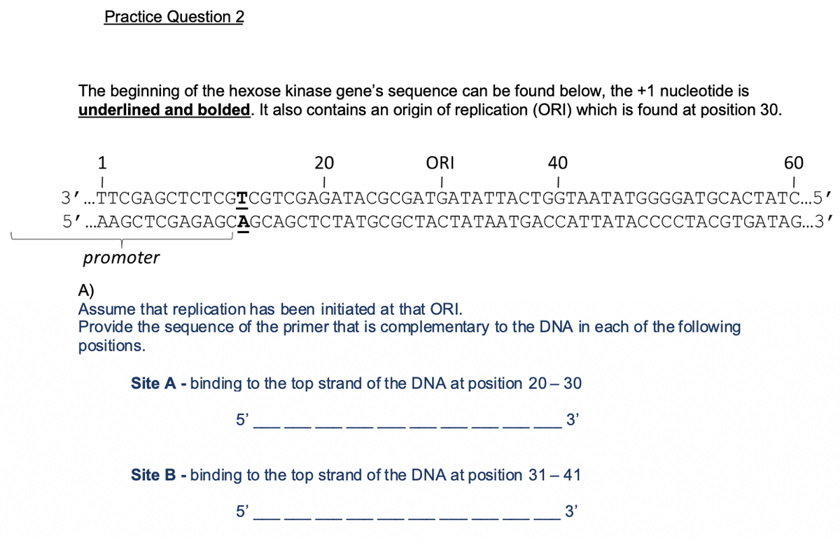 Practice Question 2
The beginning of the hexose kinase gene's sequence can be found below, the +1 nucleotide is
underlined and bolded. It also contains an origin of replication (ORI) which is found at position 30.
1
20
ORI
40
60
3'...TTCGAGCTCTCGTCGTCGAGATACGCGATGATATTACTGGTAATATGGGGATGCACTATC...5'
5'..AAGCTCGAGAGCAGCAGCTCTATGCGCTACTATAATGACCATTATACCCOCTACGTGATAG...3'
promoter
A)
Assume that replication has been initiated at that ORI.
Provide the sequence of the primer that is complementary to the DNA in each of the following
positions.
Site A - binding to the top strand of the DNA at position 20 – 30
5'
3'
Site B - binding to the top strand of the DNA at position 31 – 41
5'
3'
