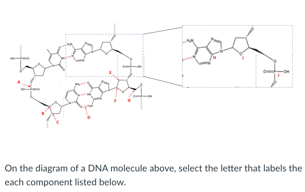 OM₂N
Tod
NH N
P=0
HOP=O
NH₂O
"N **** HN
•H₂N
D
F
01PIOH
G
O=P OH
H₂N
H
PORK
-OH
On the diagram of a DNA molecule above, select the letter that labels the
each component listed below.
