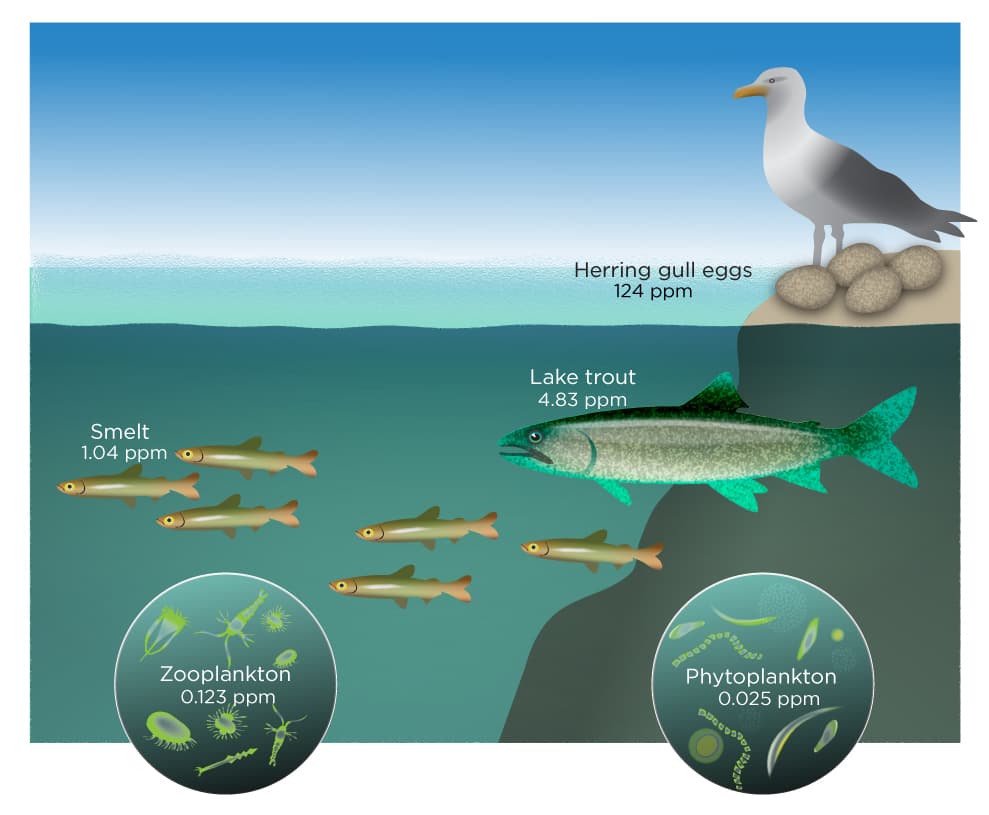 Smelt
1.04 ppm
Zooplankton
0.123 ppm
Herring gull eggs
124 ppm
Lake trout
4.83 ppm
PROCE
RODANO
Phytoplankton
0.025 ppm
C
proceso