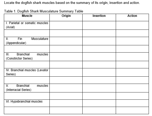 Locate the dogfish shark muscles based on the summary of its origin, insertion and action.
Table 1. Dogfish Shark Musculature Summary Table
Muscle
Origin
Insertion
Action
I. Parietal or somatic muscles
(Axial)
Fin
Musculature
II.
(Appendicular)
III. Branchial muscles
(Constrictor Series)
IV. Branchial muscles (Levator
Series)
V. Branchial muscles
(Interracial Series)
VI. Hypobranchial muscles