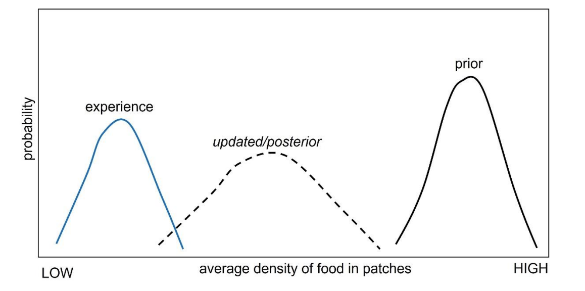 probability
LOW
experience
updated/posterior
average density of food in patches
prior
HIGH