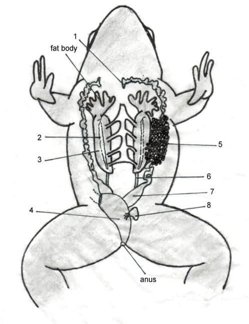 2
3
fat body
anus
6
7
8
.5