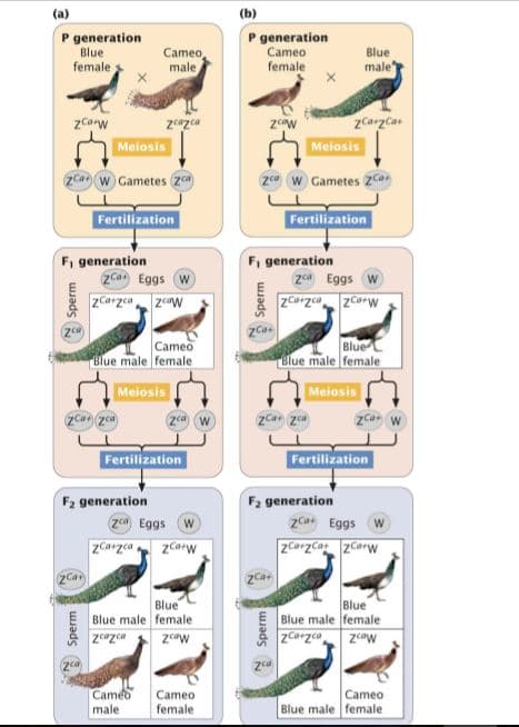 (a)
(b)
P generation
Blue
female
P generation
Cameo
Blue
Cameo,
male
male
female
zCarzCas
Meiosis
zcarw
zazca
Meiosis
zCa w Gametes 2
2 w Gametes zCaon
Fertilization
Fertilization
F, generation
zCan Eggs (W
zCarzca zw
F, generation
zca Eggs w
ZCarzco zcarw
Cameo
Blue
Blue male female
Blue male female
Meiosis
Meiosis
Fertilization
Fertilization
F2 generation
F2 generation
zca Eggs w
2Ca Eggs w
zCarzca
zCaw
ZCarzca zCarw
Blue
Blue male female
z@zca
Blue
Blue male female
zCarzco zw
Cameo
male
Cameo
Blue male female
Cameo
female
Sperm
Sperm
* Sperm
wsads
