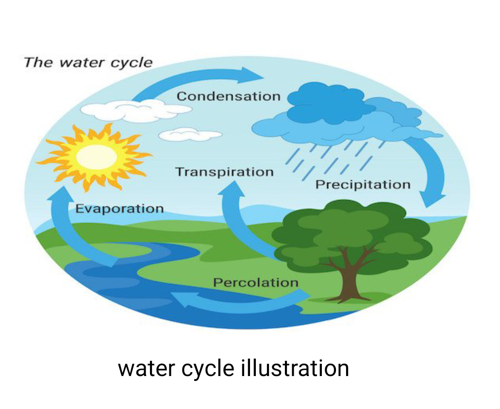 The water cycle
Condensation
Transpiration
Precipitation
Evaporation
Percolation
water cycle illustration
