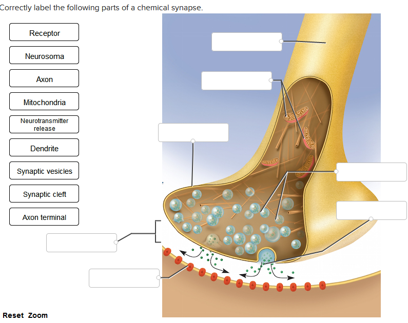 Correctly label the following parts of a chemical synapse.
Receptor
Neurosoma
Axon
Mitochondria
Neurotransmitter
release
Dendrite
Synaptic vesicles
Synaptic cleft
Axon terminal
Reset Zoom
5
JAU
CURIER