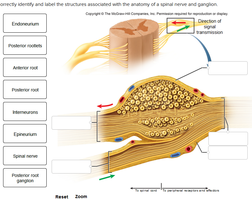 orrectly identify and label the structures associated with the anatomy of a spinal nerve and ganglion.
Copyright © The McGraw-Hill Companies, Inc. Permission required for reproduction or display.
Direction of
signal
transmission
Endoneurium
Posterior rootlets
Anterior root
Posterior root
Interneurons
Epineurium
Spinal nerve
Posterior root
ganglion
Reset Zoom
$92000
ogro
ooooooo
To spinal cord
To peripheral receptors and effectors
