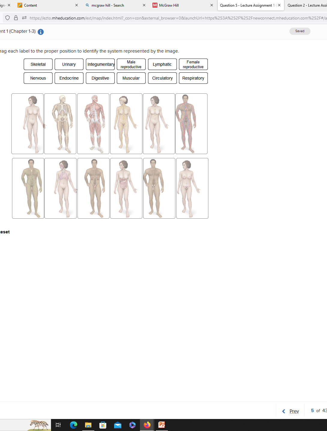 gn-X
Content
eset
Skeletal
Nervous
X
rag each label to the proper position to identify the system represented by the image.
Male
reproductive
JUNA
8 https://ezto.mheducation.com/ext/map/index.html?_con=con&external_browser=0&launch Url=https%253A%252F%252Fnewconnect.mheducation.com%252F#/a
ent 1 (Chapter 1-3) i
Qmcgraw hill - Search
91
Endocrine
Urinary Integumentary
X
Digestive
McGraw Hill
Muscular
Female
reproductive
Circulatory Respiratory
Lymphatic
X Question 5 - Lecture Assignment 1 (X
Po
Question 2 - Lecture Assi
Saved
< Prev
5 of 43