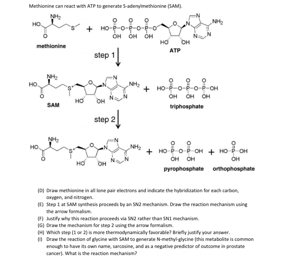 Methionine can react with ATP to generate S-adenylmethionine (SAM).
NH2
„NH2
но.
+ HO-P-o-P-o-P-o
но-
OH
Он
он
но
он
methionine
ATP
step 1
NH,
N:
ZHN
+
но
но-р-о-р-о-р-он
ÓH
OH
ÓH
OH
SAM
triphosphate
step 2
NH2
Но.
NH2
+ но-р-о-р- он + но-р-он
OH
ÓH
OH
но
N.
OH
pyrophosphate
orthophosphate
(D) Draw methionine in all lone pair electrons and indicate the hybridization for each carbon,
oxygen, and nitrogen.
(E) Step 1 at SAM synthesis proceeds by an SN2 mechanism. Draw the reaction mechanism using
the arrow formalism.
(F) Justify why this reaction proceeds via SN2 rather than SN1 mechanism.
(G) Draw the mechanism for step 2 using the arrow formalism.
(H) Which step (1 or 2) is more thermodynamically favorable? Briefly justify your answer.
(1) Draw the reaction of glycine with SAM to generate N-methyl-glycine (this metabolite is common
enough to have its own name, sarcosine, and as a negative predictor of outcome in prostate
cancer). What is the reaction mechanism?
