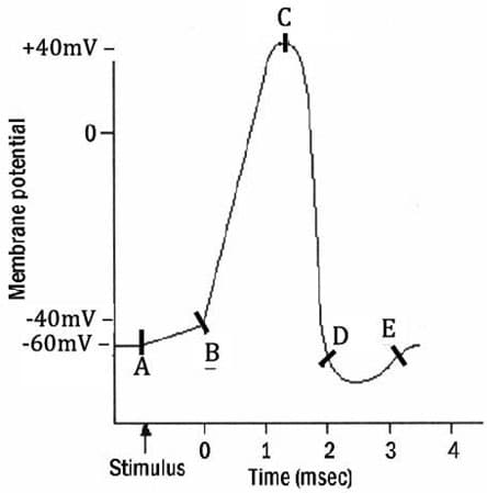 C
+40mV -
0-
-40mV
-60mV –
А
D
E
В
1
3
4
Stimulus
Time (msec)
Membrane potential
