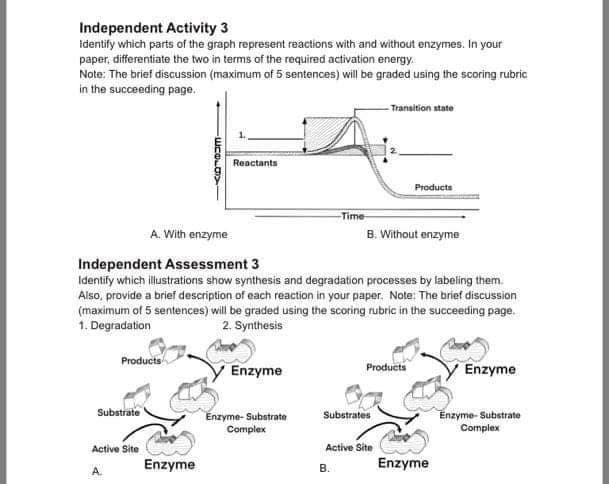 Independent Activity 3
identify which parts of the graph represent reactions with and without enzymes. In your
paper, differentiate the two in terms of the required activation energy.
Note: The brief discussion (maximum of 5 sentences) will be graded using the scoring rubric
in the succeeding page.
- Transition state
Reactants
Products
Time
A. With enzyme
B. Without enzyme
Independent Assessment 3
Identify which illustrations show synthesis and degradation processes by labeling them.
Also, provide a brief description of each reaction in your paper. Note: The brief discussion
(maximum of 5 sentences) will be graded using the scoring rubric in the succeeding page.
1. Degradation
2. Synthesis
Products
Enzyme
Products
Enzyme
Substrate
Enzyme- Substrate
Complex
Enzyme- Substrate
Complex
Substrates
Active Site
Active Site
Enzyme
В.
Enzyme
A.

