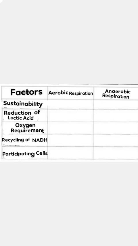 Factors Aerobic Respiration
Anaerobic
Respiration
Sustainability
Reduction of
Lactic Acid
Охудen
Requirement
Recycling of NADH
Participating Cells
