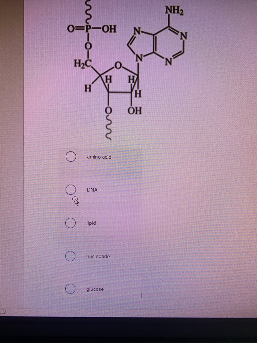 NH2
0=P-OH
H2C
H
H
H
H.
ÓH
amino acid
DNA
lipid
nucleotide
glucose
