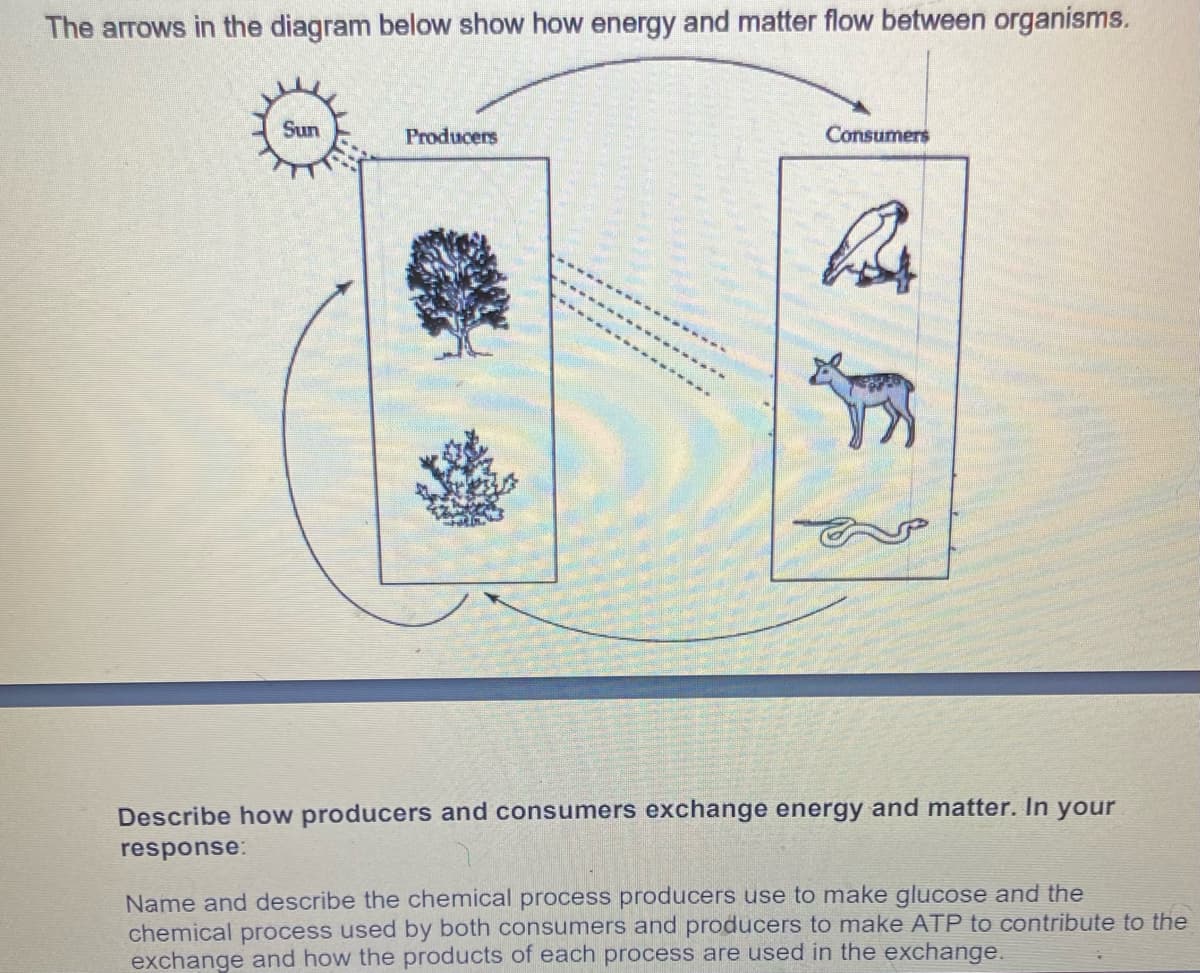 The arrows in the diagram below show how energy and matter flow between organisms.
Sun
Producers
Consumers
Describe how producers and consumers exchange energy and matter. In your
response:
Name and describe the chemical process producers use to make glucose and the
chemical process used by both consumers and producers to make ATP to contribute to the
exchange and how the products of each process are used in the exchange.
