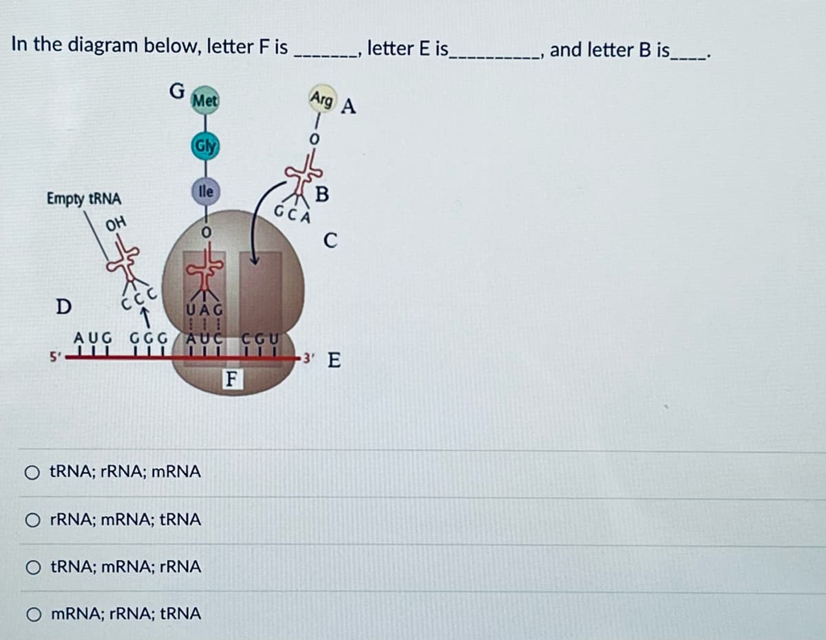 In the diagram below, letter F is _______, letter E is_
and letter B is
Empty tRNA
OH
D
AUG
5
Arg A
G
Met
Gly
lle
GCA
CCC
UAG
GGG AUG COU
tRNA; rRNA; mRNA
rRNA; mRNA; tRNA
tRNA; mRNA; rRNA
mRNA; rRNA; tRNA
F
GU
3 E