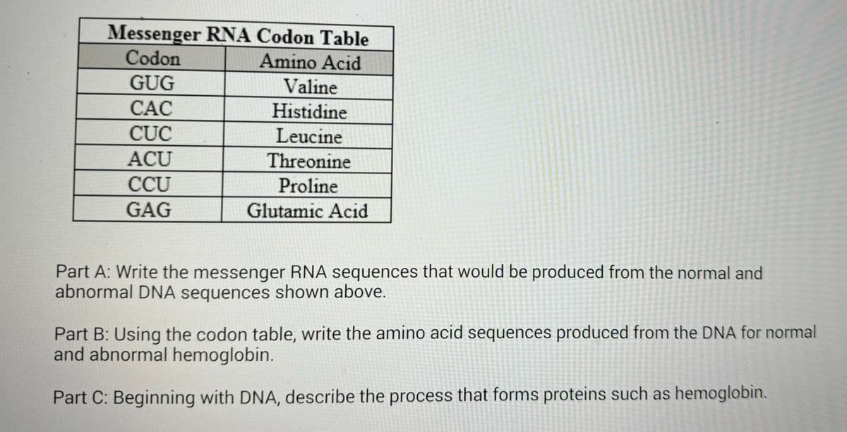 Messenger RNA Codon Table
Codon
Amino Acid
GUG
Valine
CAC
Histidine
CUC
Leucine
ACU
Threonine
CCU
Proline
GAG
Glutamic Acid
Part A: Write the messenger RNA sequences that would be produced from the normal and
abnormal DNA sequences shown above.
Part B: Using the codon table, write the amino acid sequences produced from the DNA for normal
and abnormal hemoglobin.
Part C: Beginning with DNA, describe the process that forms proteins such as hemoglobin.