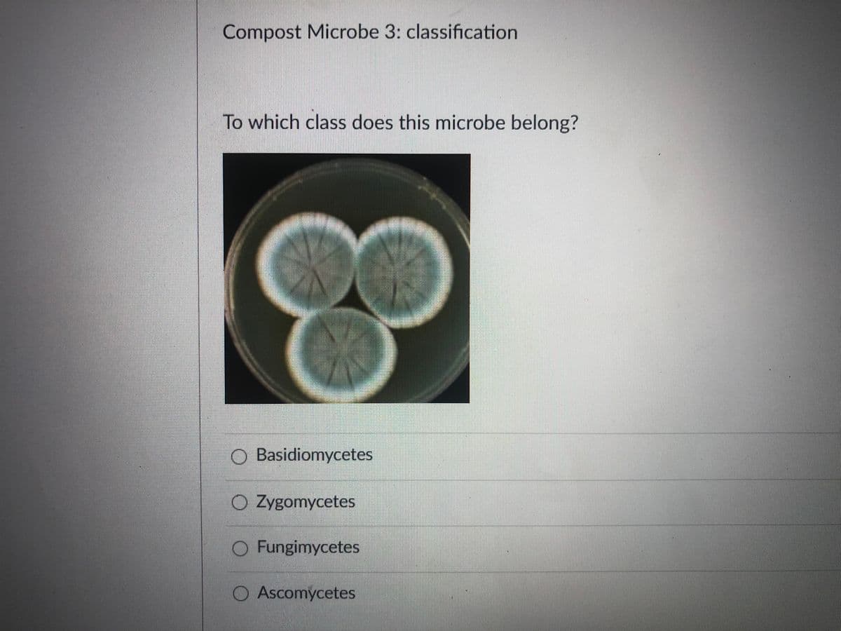 Compost Microbe 3: classification
To which class does this microbe belong?
Basidiomycetes
Zygomycetes
Fungimycetes
Ascomycetes
