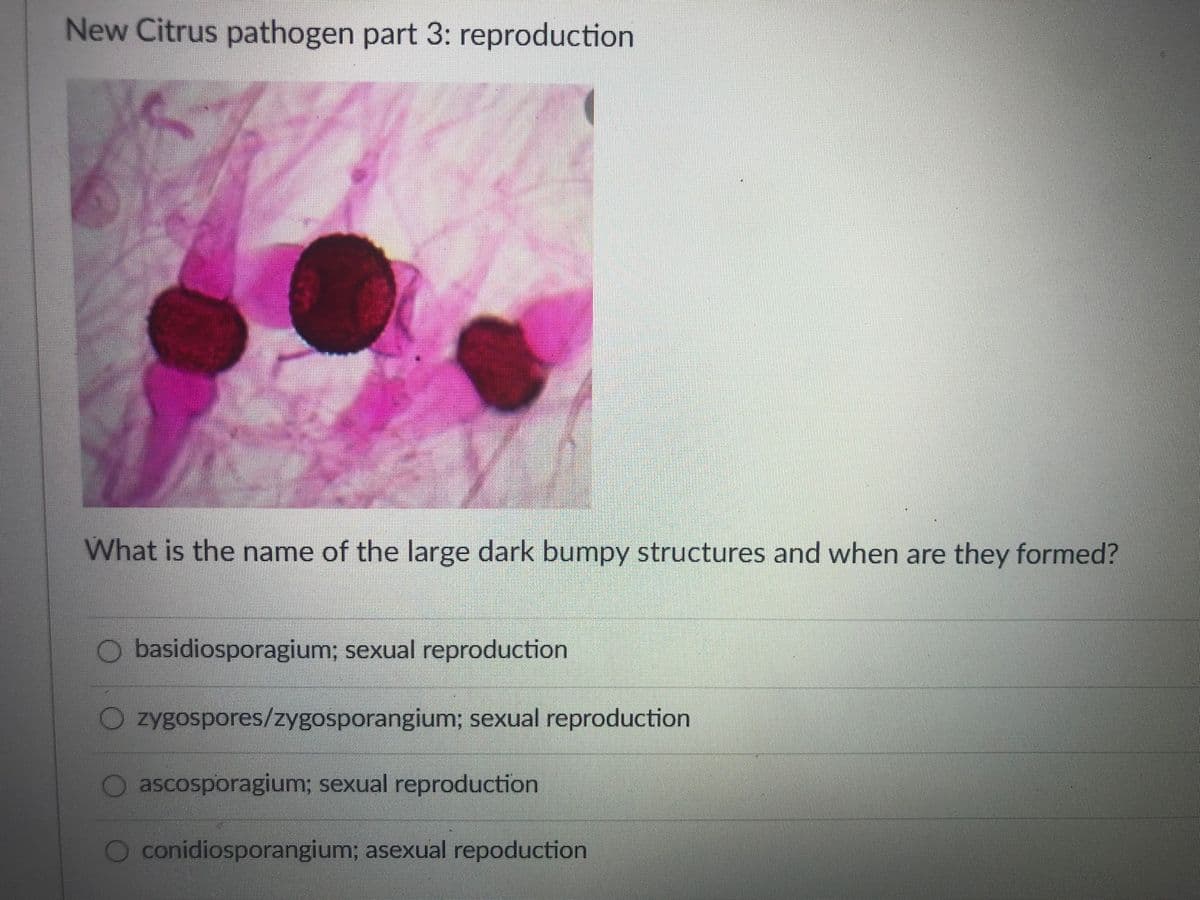 New Citrus pathogen part 3: reproduction
What is the name of the large dark bumpy structures and when are they formed?
O basidiosporagium; sexual reproduction
O zygospores/zygosporangium; sexual reproduction
ascosporagium; sexual reproduction
O conidiosporangium; asexual repoduction
