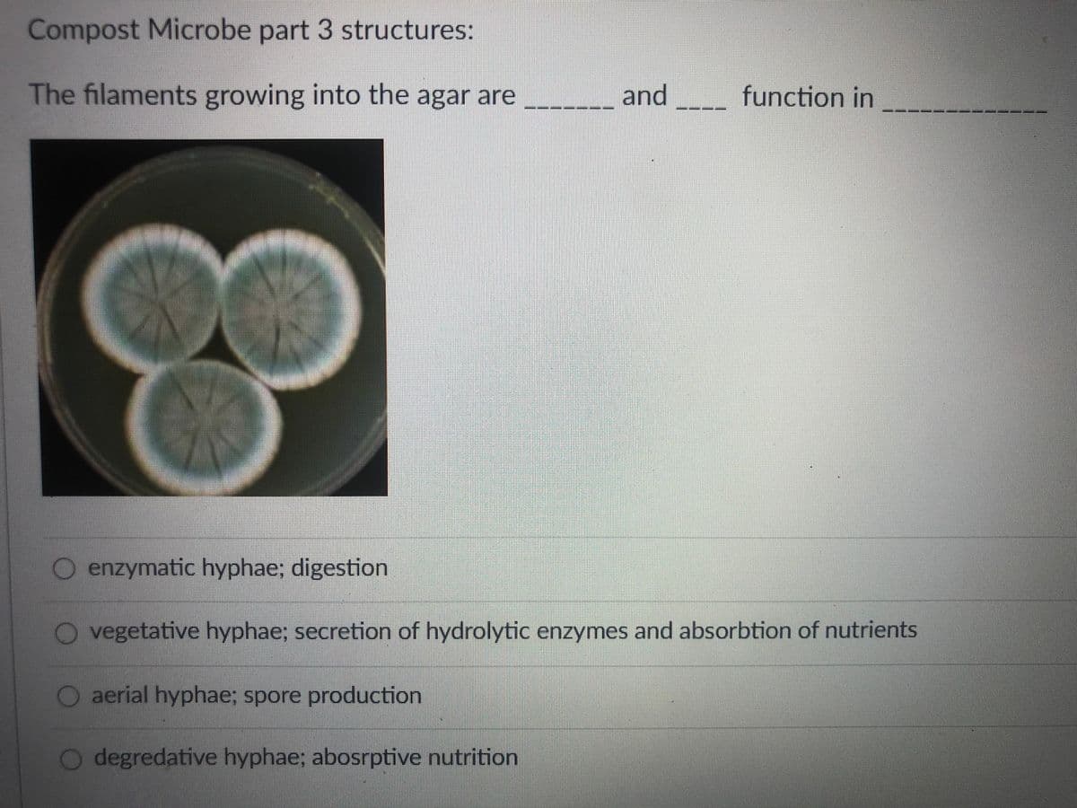 Compost Microbe part 3 structures:
The filaments growing into the agar are
and
function in
enzymatic hyphae; digestion
O vegetative hyphae; secretion of hydrolytic enzymes and absorbtion of nutrients
O aerial hyphae; spore production
O degredative hyphae; abosrptive nutrition
