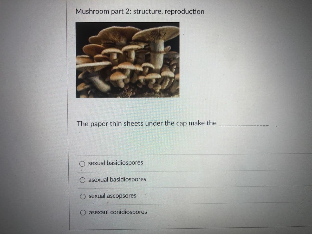 Mushroom part 2: structure, reproduction
The paper thin sheets under the cap make the
---- --- -
O sexual basidiospores
O asexual basidiospores
O sexual ascopsores
O asexaul conidiospores
