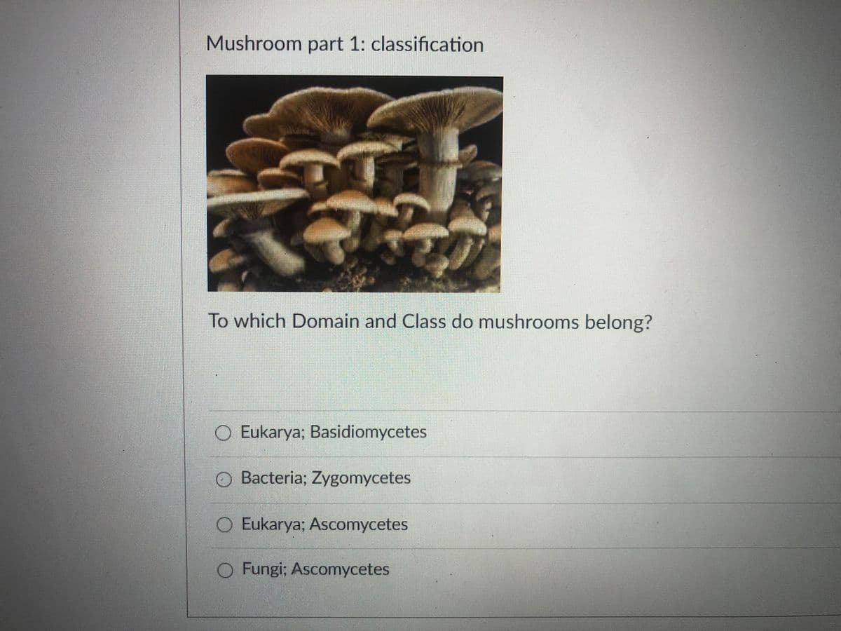 Mushroom part 1: classification
To which Domain and Class do mushrooms belong?
O Eukarya; Basidiomycetes
O Bacteria; Zygomycetes
O Eukarya; Ascomycetes
O Fungi; Ascomycetes
