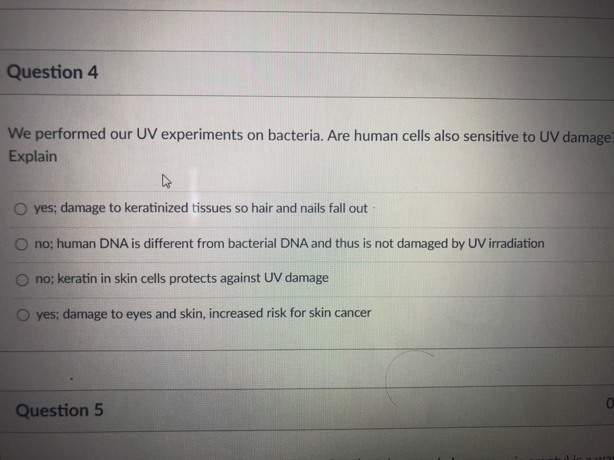 Question 4
We performed our UV experiments on bacteria. Are human cells also sensitive to UV damage?
Explain
O yes; damage to keratinized tissues so hair and nails fall out
no; human DNA is different from bacterial DNA and thus is not damaged by UV irradiation
no; keratin in skin cells protects against UV damage
yes; damage to eyes and skin, increased risk for skin cancer
Question 5
