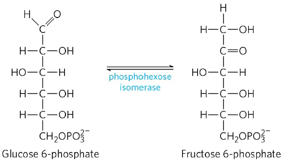 H
H.
H-C-OH
Н—С—он
C=0
HO-C-H
НО—С—Н
phosphohexose
isomerase
Н—с—ОН
H-C-OH
Н—С—ОН
Н—С—ОН
CH2OPO3
CH2OPO3
Glucose 6-phosphate
Fructose 6-phosphate
