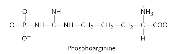 NH
NH3
||
-0-P-NH-C-NH-CH2-CH2-CH2-C-COO-
H.
Phosphoarginine
