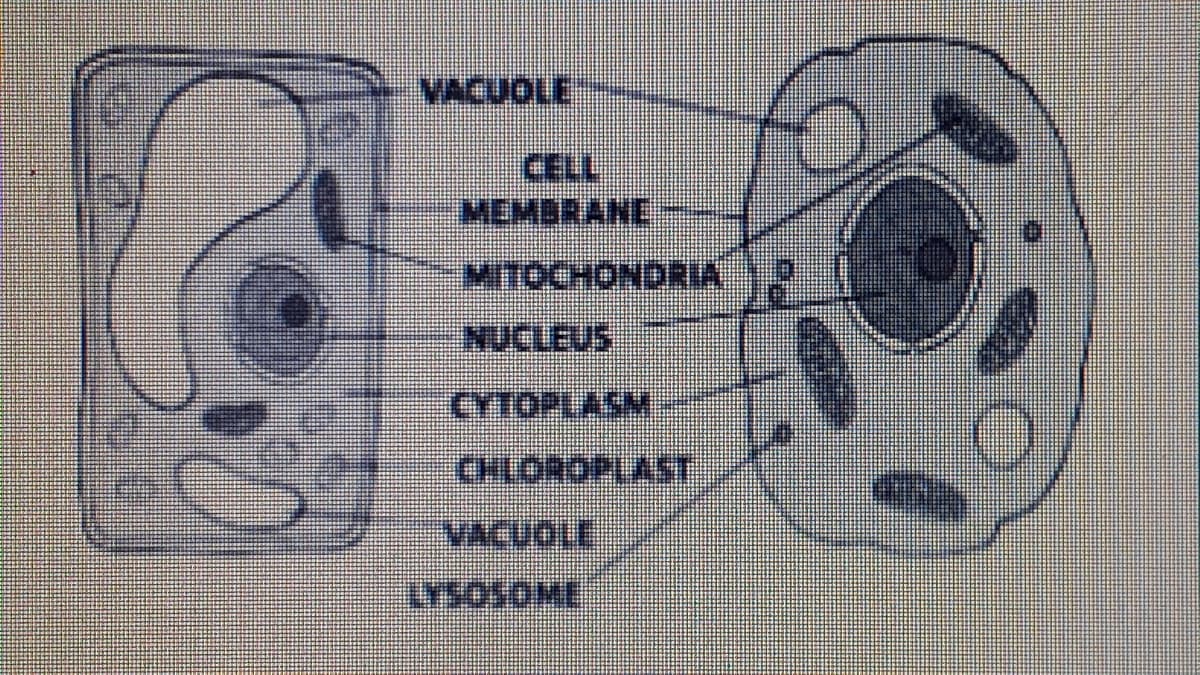 VACUOLE
CELL
MEMBRANE
MITOCHONDRIA
NUCLEUS
CYTOPLASM
VACUOLE
