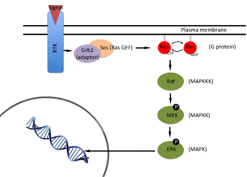 Signal
Plasma membrane
Sos (Ras GEF)
Ras
Ras
(G protein)
Grb2
GTP
GDP
(adapter)
Raf
(МАРККК)
(P.
МЕК
(МАРКК)
P
ERK
(MAPK)
RTK
