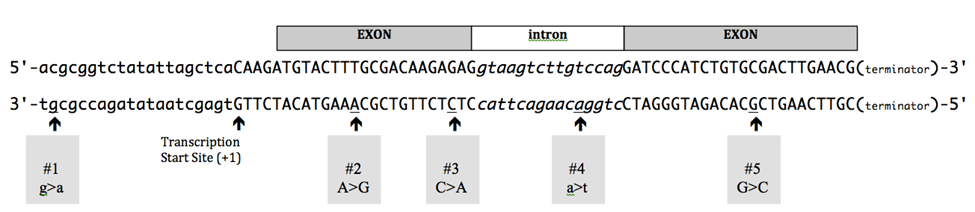 EXON
intron
EXON
5'-acgcggtctatattagctcaCAAGATGTACTTTGCGACAAGAGAGgtaagtcttgtccagGATCCCATCTGTGCGACTTGAACG(terminator)-3'
3'-tgcgccagatataatcgagtGTTCTACATGAAACGCTGTTCTCTCcattcagaacaggtcCTAGGGTAGACACGCTGAACTTGC(terminator)-5'
个
Transcription
Start Site (+1)
#1
# 2
A>G
#3
#4
#5
g>a
C>A
a>t
G>C
