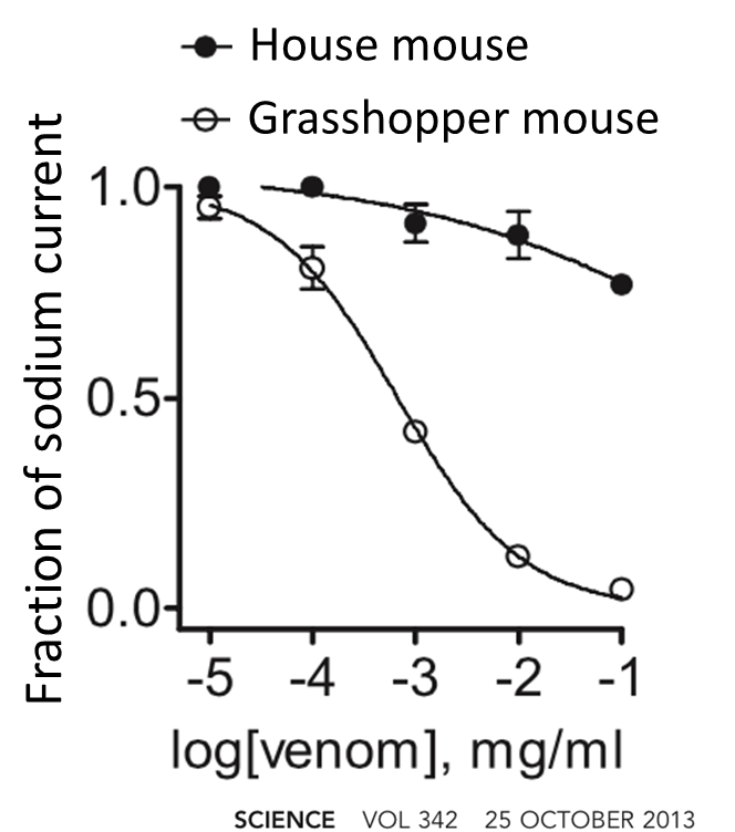 House mouse
e Grasshopper mouse
1.07
0.5-
0.0-
-5 -4 -3
-2 -1
log[venom], mg/ml
SCIENCE VOL 342 25 OCTOBER 2013
Fraction of sodium current
