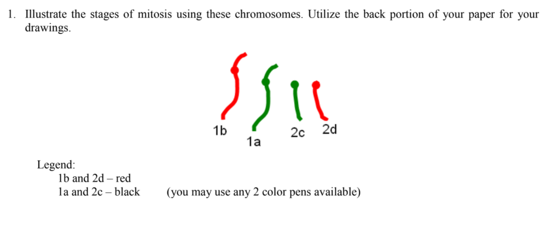 1. Illustrate the stages of mitosis using these chromosomes. Utilize the back portion of your paper for your
drawings.
1b
20
2d
1a
Legend:
lb and 2d – red
la and 2c – black
(you may use any 2 color pens available)
