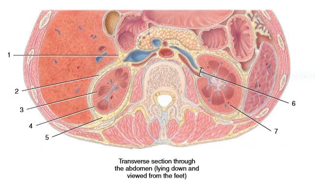 2
3
Transverse section through
the abdomen (lying down and
viewed from the feet)
LO
