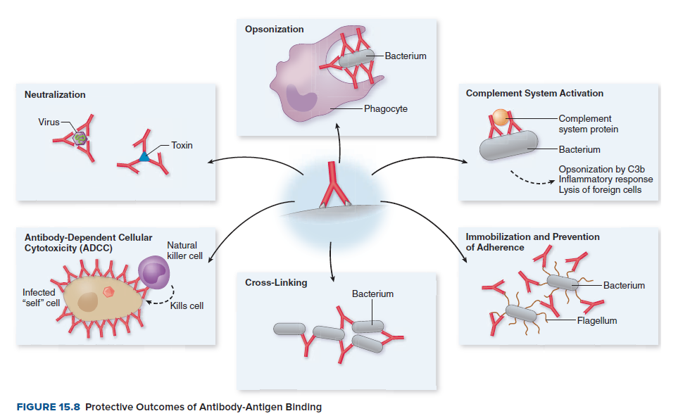 Opsonization
-Bacterium
Neutralization
Complement System Activation
- Phagocyte
-Complement
system protein
Virus-
-Toxin
Bacterium
Opsonization by C3b
Inflammatory response
Lysis of foreign cells
Antibody-Dependent Cellular
Cytotoxicity (ADcC)
Natural
killer cell
Immobilization and Prevention
of Adherence
Cross-Linking
-Bacterium
Infected
Bacterium
"self" cell
-- Kills cell
-Flagellum
FIGURE 15.8 Protective Outcomes of Antibody-Antigen Binding
