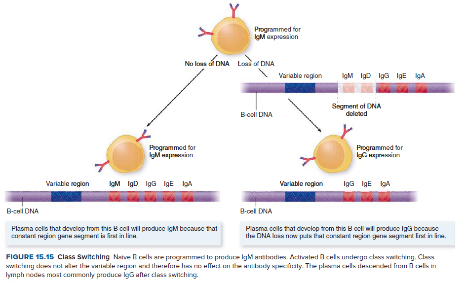 Programmed for
IgM expression
No loss of DNA Loss of DNA
Variable region
IgM IgD IgG IgE IgA
Segment of DNA
deleted
B-cell DNA
Programmed for
IgM expression
Programmed for
IgG expression
Variable region
IgM IgD IgG IgE IgA
Variable region
IgG IgE IgA
B-cell DNA
B-cell DNA
Plasma cells that develop from this B cell will produce IgM because that
constant region gene segment is first in line.
Plasma cells that develop from this B cell will produce IgG because
the DNA loss now puts that constant region gene segment first in line.
FIGURE 15.15 Class Switching Naive B cells are programmed to produce IgM antibodies. Activated B cells undergo class switching. Class
switching does not alter the variable region and therefore has no effect on the antibody specificity. The plasma cells descended from B cells in
lymph nodes most commonly produce IgG after class switching.
