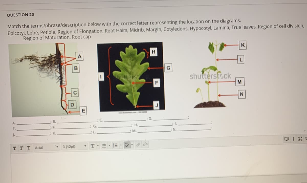 QUESTION 20
Match the terms/phrase/description below with the correct letter representing the location on the diagrams.
Epicotyl, Lobe, Petiole, Region of Elongation, Root Hairs, Midrib, Margin, Cotyledons, Hypocotyl, Lamina, True leaves, Region of cell division,
Region of Maturation, Root cap
K
H.
hutterst
shuttersfock
F
www. ck.com 32
A.
В.
D.
E.
F.
H.
J.
K.
;M.
N.
回i
TTTArial
3 (12pt)
T-=- E ·
