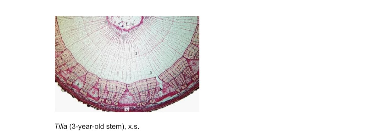 Tilia (3-year-old stem), x.s.
