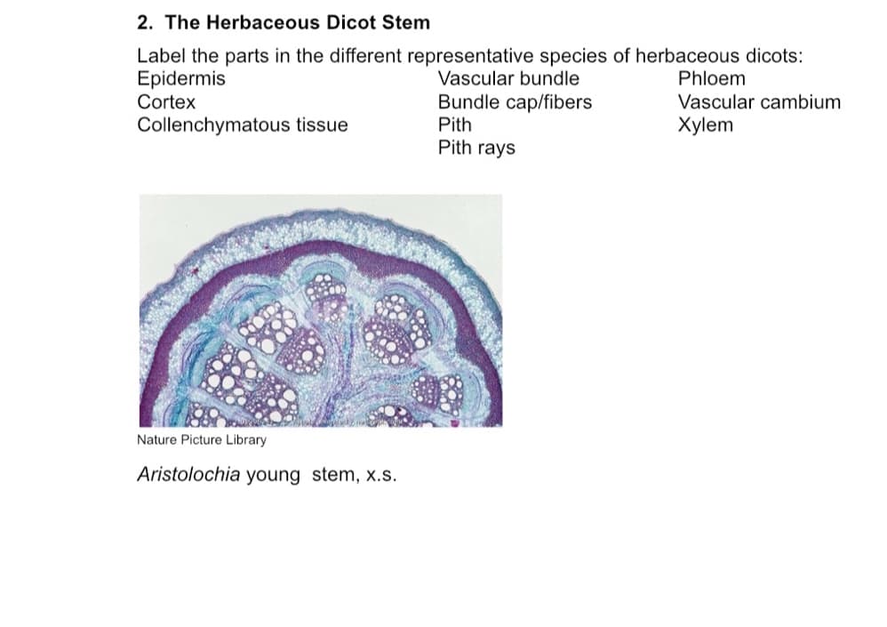 2. The Herbaceous Dicot Stem
Label the parts in the different representative species of herbaceous dicots:
Epidermis
Cortex
Vascular bundle
Phloem
Bundle cap/fibers
Pith
Pith rays
Vascular cambium
Collenchymatous tissue
Xylem
Nature Picture Library
Aristolochia young stem, x.s.
