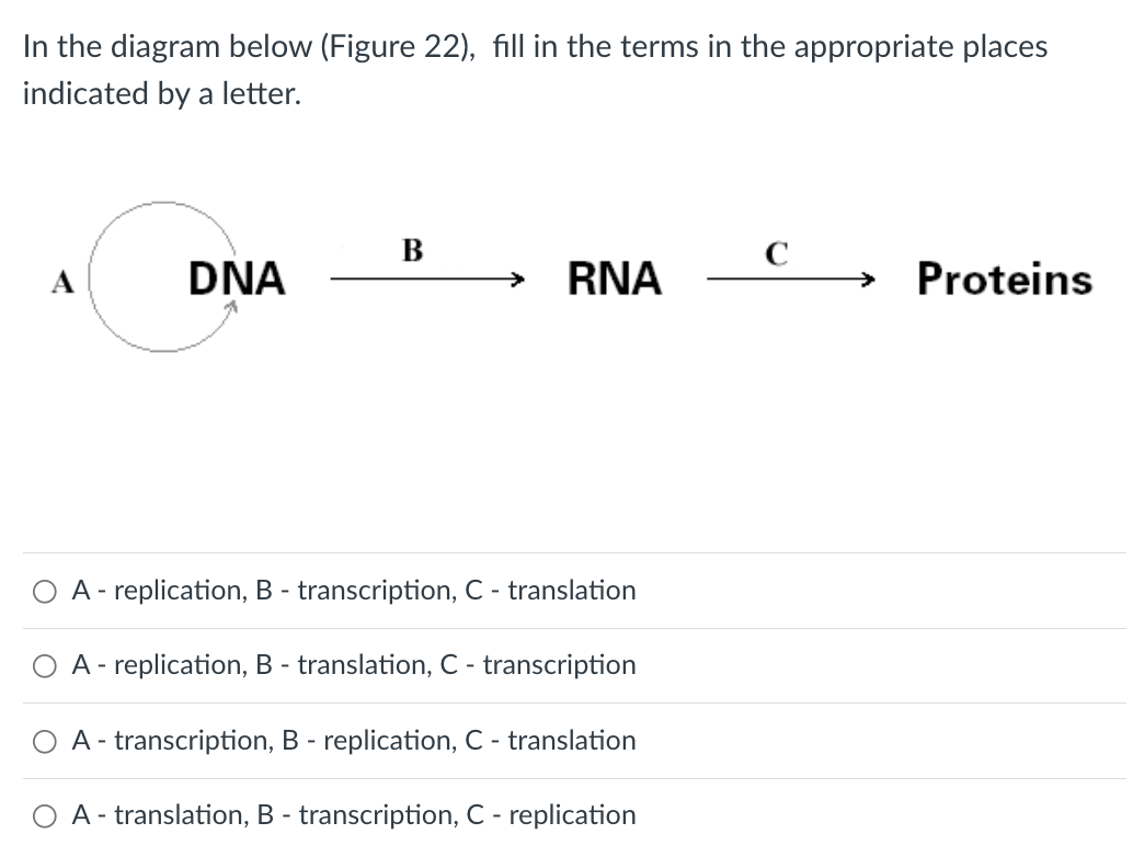 In the diagram below (Figure 22), fill in the terms in the appropriate places
indicated by a letter.
B
C
DNA
RNA
Proteins
A - replication, B - transcription, C - translation
A - replication, B - translation, C - transcription
A - transcription, B - replication, C - translation
A - translation, B - transcription, C - replication
O