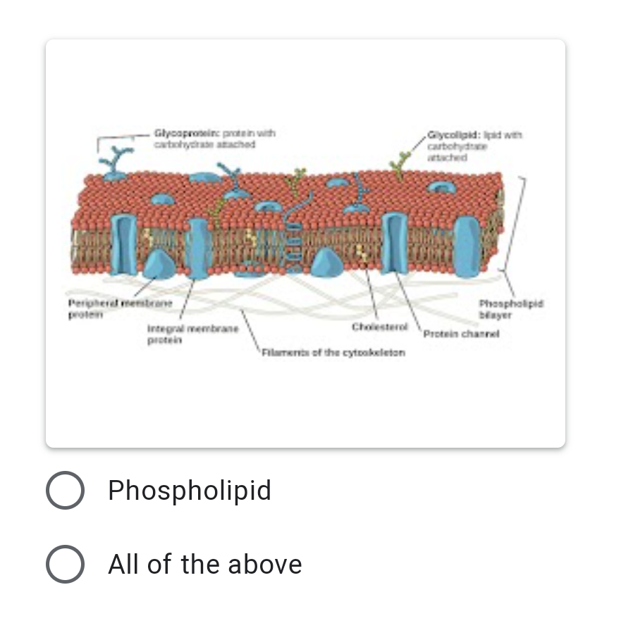 Glyoaproteine protein with
cartohytrate atached
Gycolipid: Ipid wn
cartohydtae
tached
Peripherat mestrane
proten
Phospholipid
blnyer
Protein channel
Cholesterel
Integral membrane
protein
Filament of the cytookeleton
Phospholipid
All of the above
