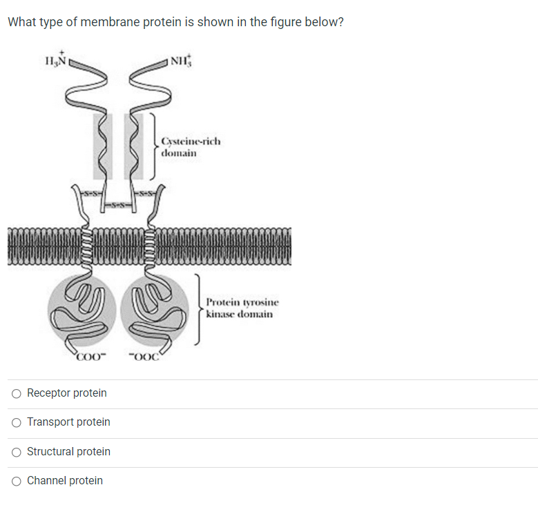 What type of membrane protein is shown in the figure below?
HIN
NH
Cysteine-rich
domain
Protein tyrosine
kinase domain
COO
"Ooc
O Receptor protein
O Transport protein
Structural protein
O Channel protein
