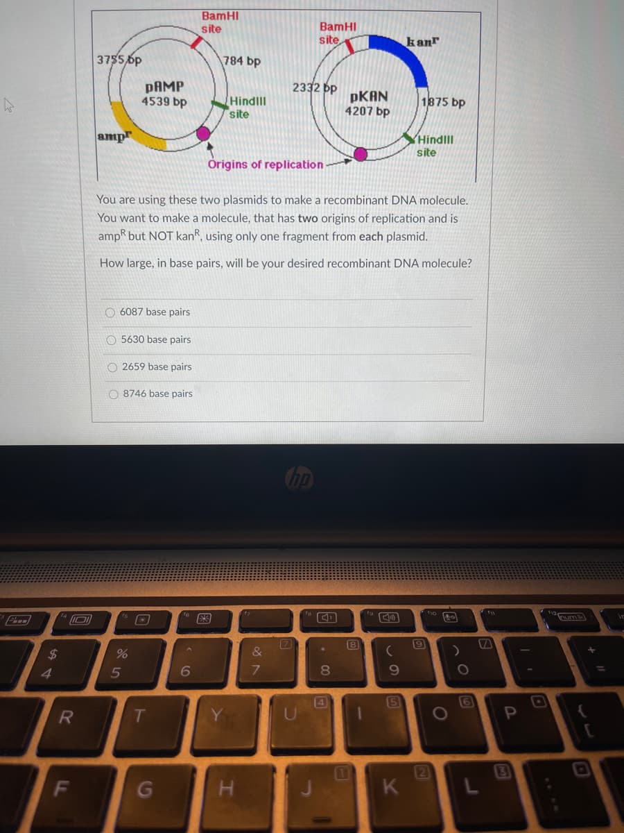 BamHI
site
BamHI
site
kanT
3755,6p
784 bp
PAMP
4539 bp
2332 pp
PKAN
4207 bp
HindllI
site
1875 bp
amp
HindlII
site
Origins of replication
You are using these two plasmids to make a recombinant DNA molecule.
You want to make a molecule, that has two origins of replication and is
amp but NOT kanR, using only one fragment from each plasmid.
How large, in base pairs, will be your desired recombinant DNA molecule?
O 6087 base pairs
O 5630 base pairs
O 2659 base pairs
O 8746 base pairs
47
8
24
&
4.
8.
9.
4
5
6
RI
T
13
H.
2
K
FL
