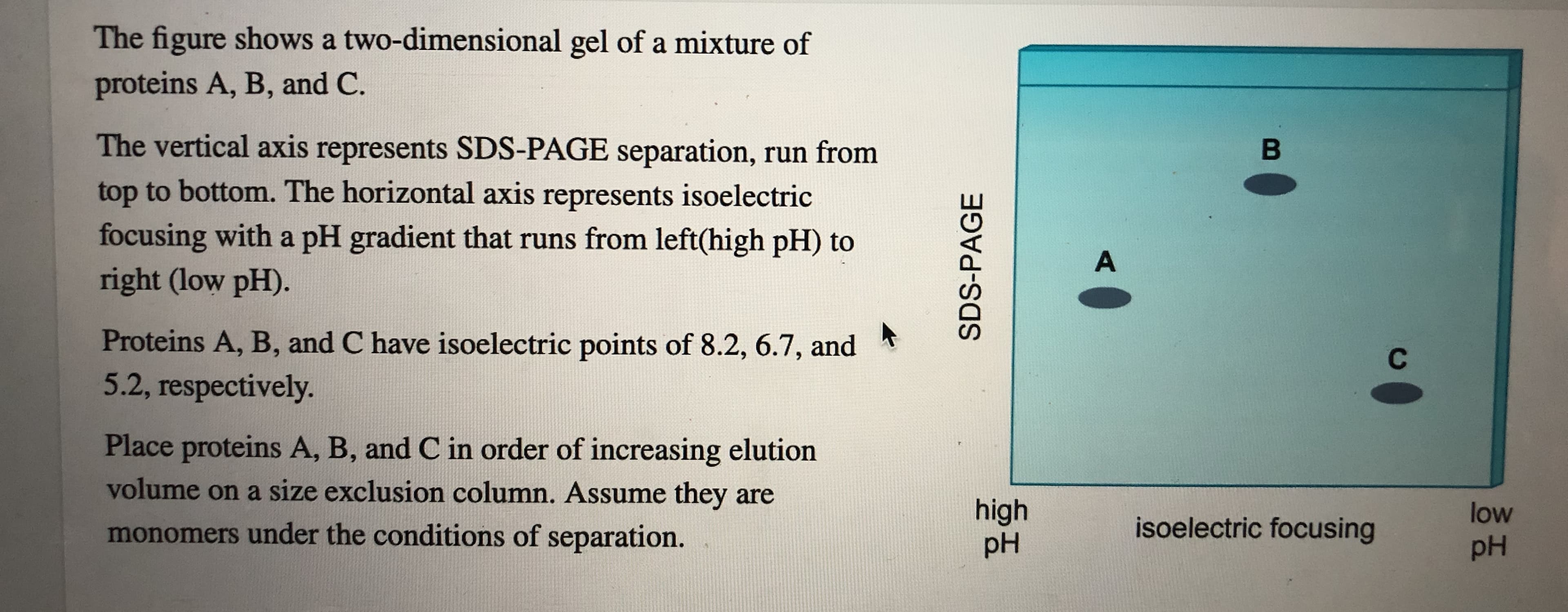The figure shows a two-dimensional gel of a mixture of
proteins A, B, and C.
The vertical axis represents SDS-PAGE separation, run from
top to bottom. The horizontal axis represents isoelectric
focusing with a pH gradient that runs from left(high pH) to
right (low pH).
В
A
Proteins A, B, and C have isoelectric points of 8.2, 6.7, and
5.2, respectively.
С
Place proteins A, B, and C in order of increasing elution
volume on a size exclusion column. Assume they are
high
pH
low
isoelectric focusing
monomers under the conditions of separation.
pH
SDS-PAGE
