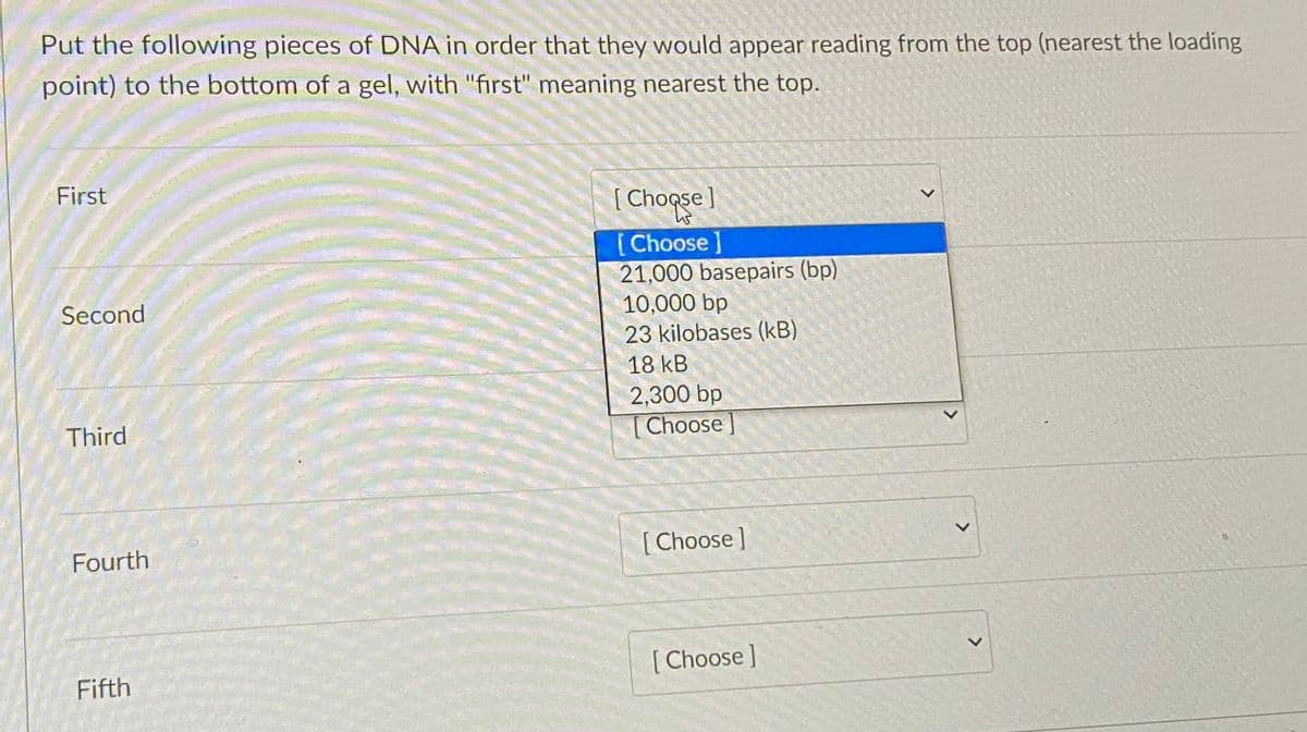 Put the following pieces of DNA in order that they would appear reading from the top (nearest the loading
point) to the bottom of a gel, with "first" meaning nearest the top.
First
[ Choqse
[Choose]
21,000 basepairs (bp)
Second
10,000 bp
23 kilobases (kB)
18 kB
2,300 bp
Third
[Choose ]
Fourth
[ Choose]
[Choose]
Fifth
>
>
<>
