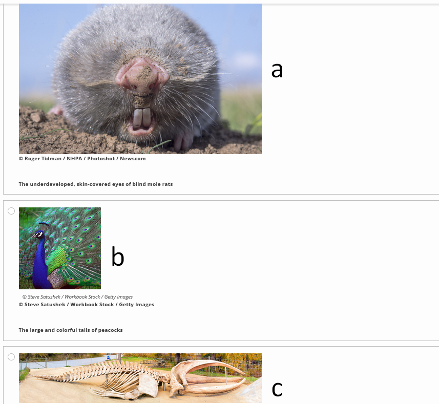 a
© Roger Tidman / NHPA / Photoshot / Newscom
The underdeveloped, skin-covered eyes of blind mole rats
b
® Steve Satushek / Workbook Stock / Getty Images
O Steve Satushek / Workbook Stock / Getty Images
The large and colorful tails of peacocks
